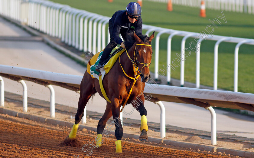 Ushba-Tesoro-0002 
 USHBA TESORO training for The Saudi Cup
King Abdulaziz Racecourse, Saudi Arabia 21 Feb 2024 - Pic Steven Cargill / Racingfotos.com