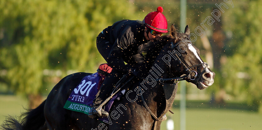 Auguste-Rodin-0005 
 AUGUSTE RODIN training for the Breeders' Cup Turf
Santa Anita USA, 1 Nov 2023 - Pic Steven Cargill / Racingfotos.com