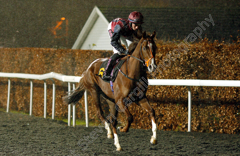 Ifreet-0001 
 IFREET (Rossa Ryan)
Kempton 16 Jan 2019 - Pic Steven Cargill / Racingfotos.com