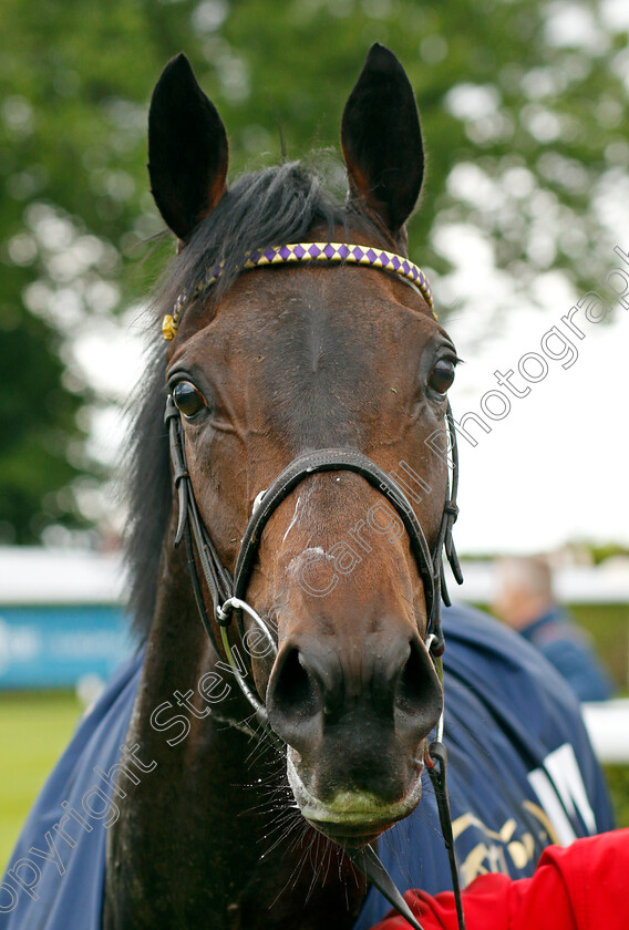 Sea-Silk-Road-0009 
 SEA SILK ROAD winner of The William Hill Height Of Fashion Stakes
Goodwood 20 May 2022 - Pic Steven Cargill / Racingfotos.com