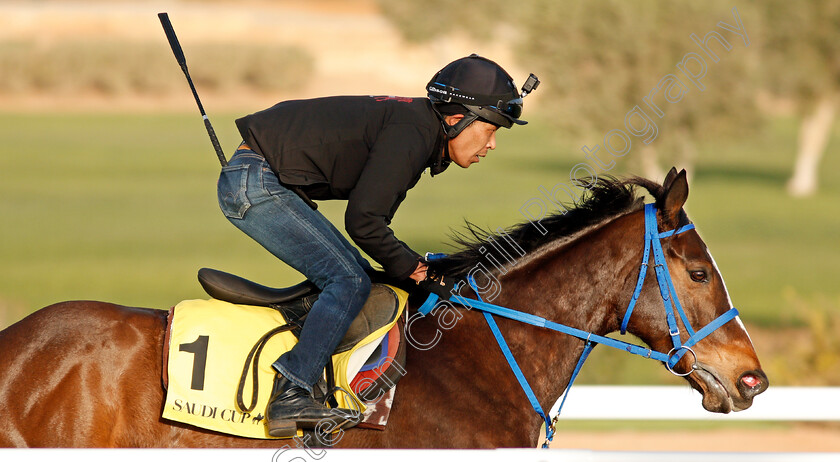 Deirdre-0007 
 DEIRDRE preparing for the Neom Turf Cup
Riyadh Racecourse, Kingdom of Saudi Arabia 26 Feb 2020 - Pic Steven Cargill / Racingfotos.com