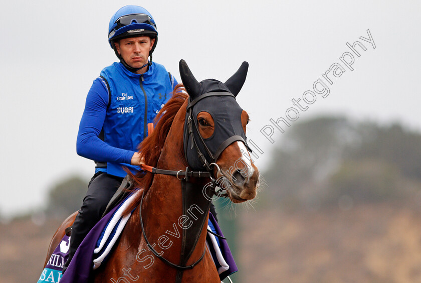 Masar-0003 
 MASAR exercising at Del Mar USA in preparation for The Breeders' Cup Juvenile Turf 30 Oct 2017 - Pic Steven Cargill / Racingfotos.com