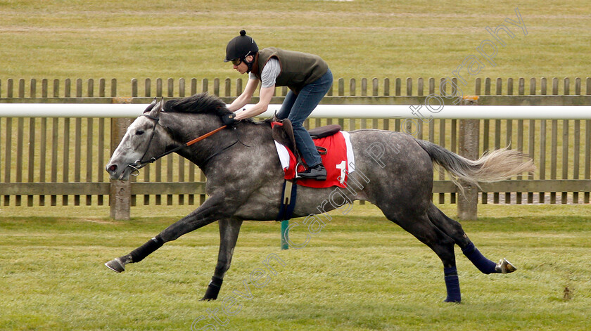 Phoenix-Of-Spain-0004 
 PHOENIX OF SPAIN (Jamie Spencer) in racecourse gallop
Newmarket 16 Apr 2019 - Pic Steven Cargill / Racingfotos.com