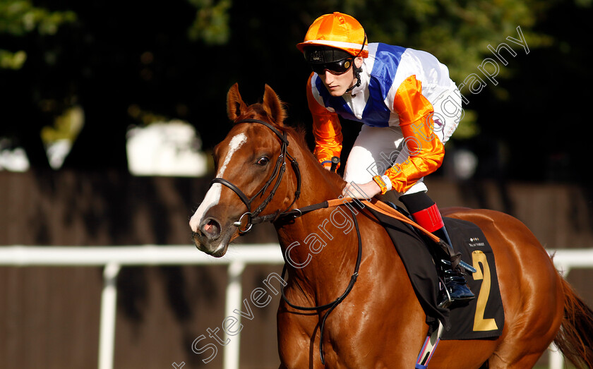 Hunky-Dory-0002 
 HUNKY DORY (David Egan)
Newmarket 9 Aug 2024 - Pic Steven Cargill / Racingfotos.com