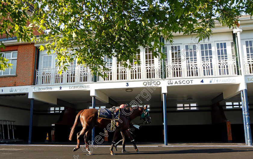 Cannonball-0007 
 CANNONBALL preparing for Royal Ascot
Ascot 14 Jun 2023 - Pic Steven Cargill / Racingfotos.com