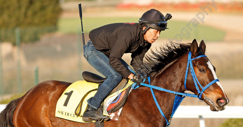 Deirdre-0006 
 DEIRDRE preparing for the Neom Turf Cup
Riyadh Racecourse, Kingdom of Saudi Arabia 26 Feb 2020 - Pic Steven Cargill / Racingfotos.com