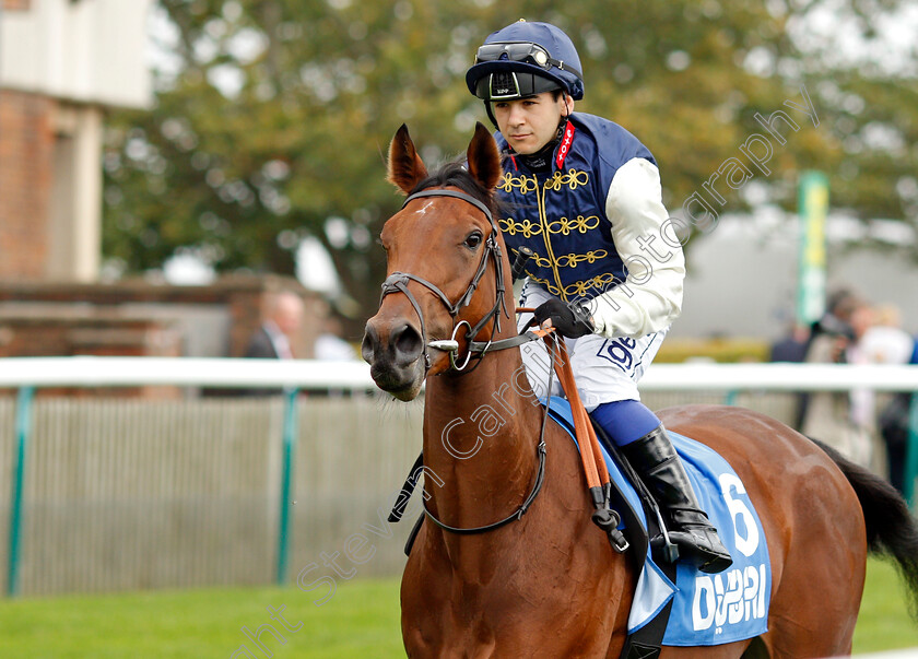 Consensus-De-Vega 
 CONSENSUS DE VEGA (Marco Ghiani)
Newmarket 8 Oct 2021 - Pic Steven Cargill / Racingfotos.com