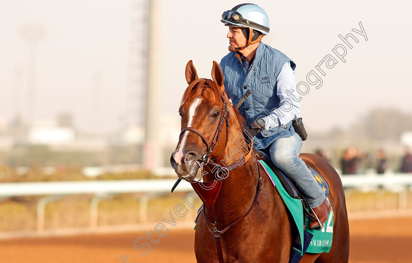 Mucho-Gusto-0002 
 MUCHO GUSTO preparing for The Saudi Cup
Riyadh Racetrack, Kingdom Of Saudi Arabia, 27 Feb 2020 - Pic Steven Cargill / Racingfotos.com