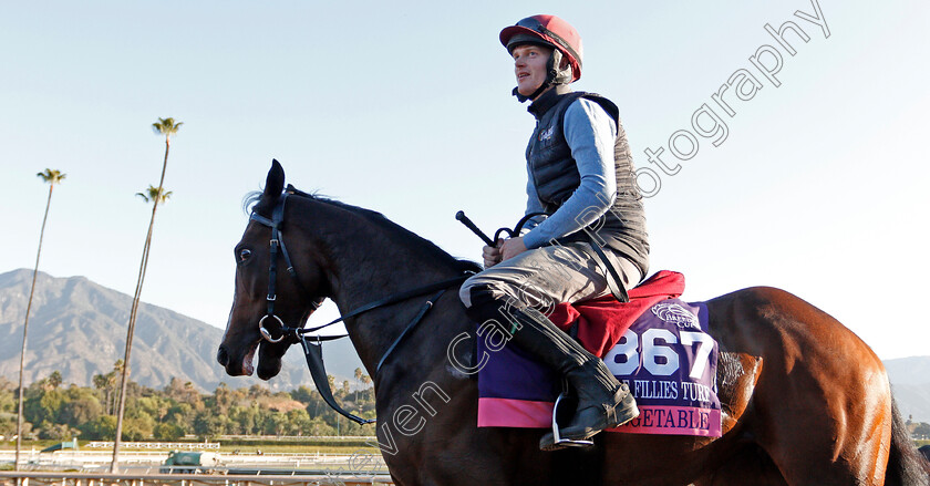 Unforgetable-0001 
 UNFORGETABLE training for the Breeders' Cup Juvenile Fillies Turf
Santa Anita USA 30 Oct 2019 - Pic Steven Cargill / Racingfotos.com