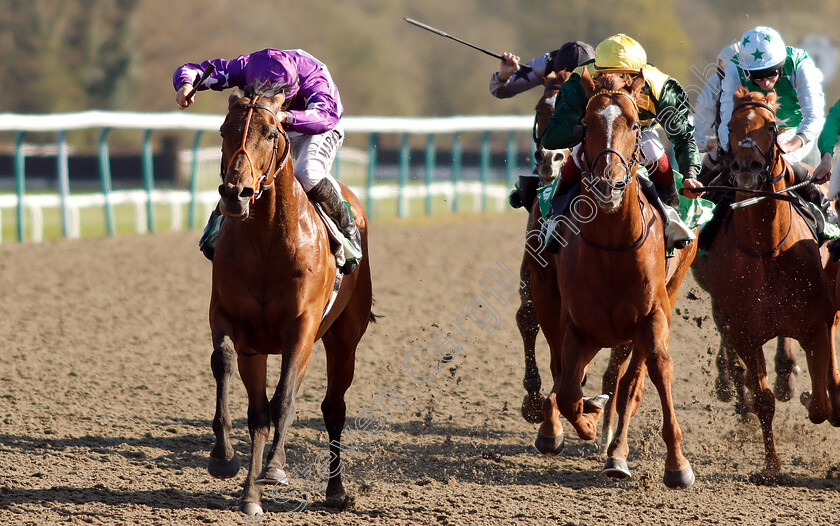 Oh-This-Is-Us-0003 
 OH THIS IS US (Tom Marquand) beats INDYCO (right) in The Sun Racing All-Weather Mile Championships Stakes
Lingfield 19 Apr 2019 - Pic Steven Cargill / Racingfotos.com