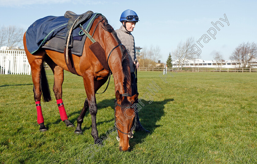 Honeysuckle-0013 
 HONEYSUCKLE after exercise on the eve of the Cheltenham Festival
Cheltenham 14 Mar 2022 - Pic Steven Cargill / Racingfotos.com