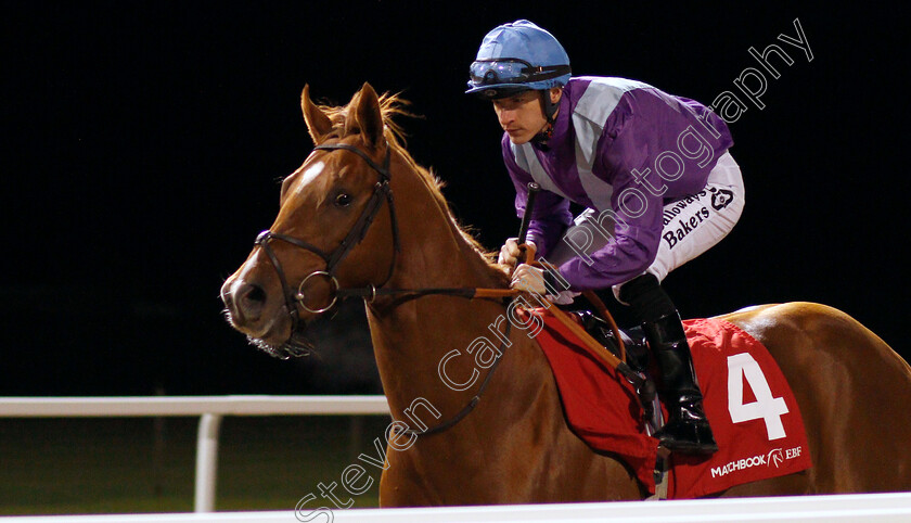 Great-Ambassador-0001 
 GREAT AMBASSADOR (Richard Kingscote) before The Matchbook EBF Future Stayers Novice Stakes
Chelmsford 28 Nov 2019 - Pic Steven Cargill / Racingfotos.com