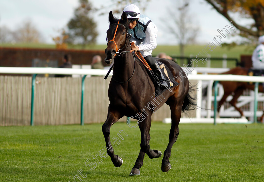 Marcolini-0001 
 MARCOLINI (Sean Levey)
Newmarket 28 Oct 2022 - Pic Steven Cargill / Racingfotos.com