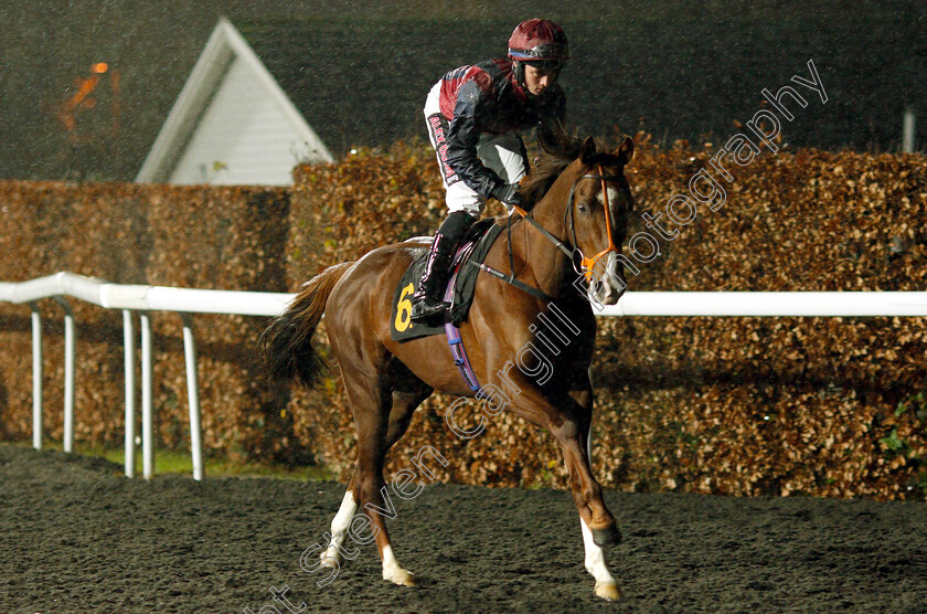 Ifreet-0002 
 IFREET (Rossa Ryan)
Kempton 16 Jan 2019 - Pic Steven Cargill / Racingfotos.com