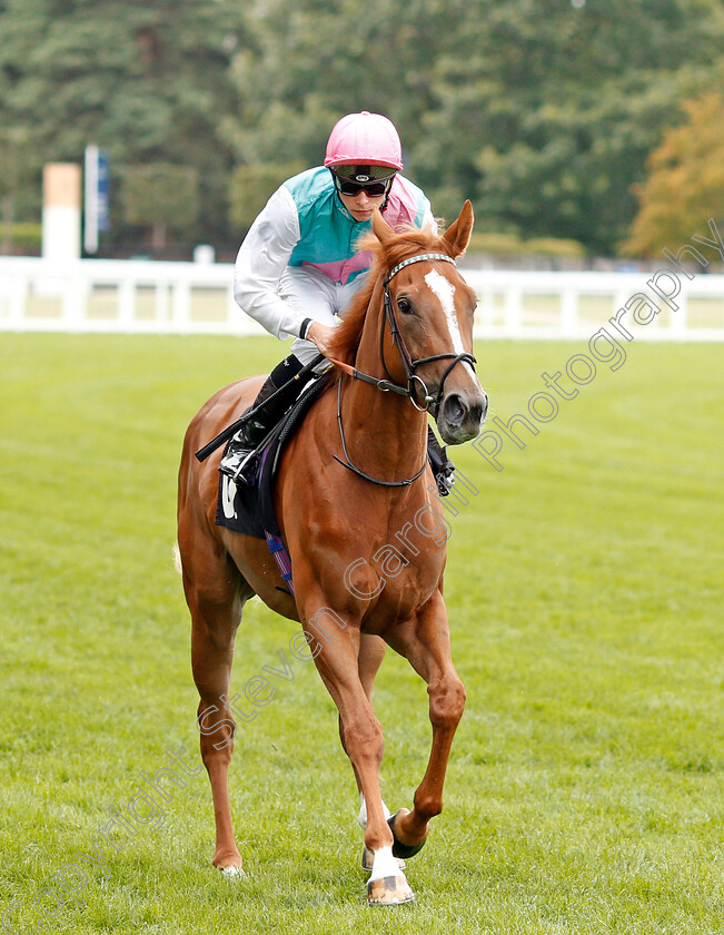 Pocket-Square-0001 
 POCKET SQUARE (Jason Watson) before The Royal Foresters British EBF Fillies Novice Stakes
Ascot 7 Sep 2019 - Pic Steven Cargill / Racingfotos.com