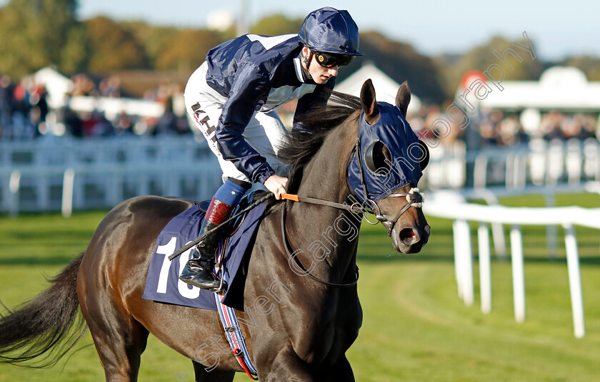 Timesoftheessence-0001 
 TIMESOFTHEESSENCE (David Egan)
Yarmouth 18 Oct 2022 - Pic Steven Cargill / Racingfotos.com