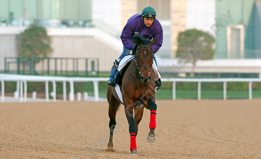 Integrant-0001 
 INTEGRANT exercising for trainer Henri-Francois Devin
Meydan, Dubai, 3 Feb 2022 - Pic Steven Cargill / Racingfotos.com