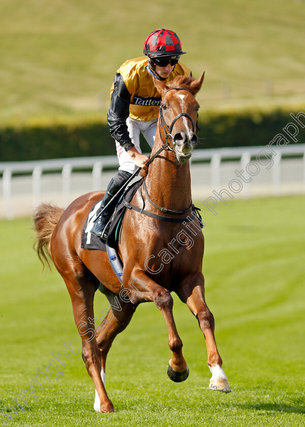 Masterminding-0001 
 MASTERMINDING (Tom Marquand)
Goodwood 22 Sep 2021 - Pic Steven Cargill / Racingfotos.com