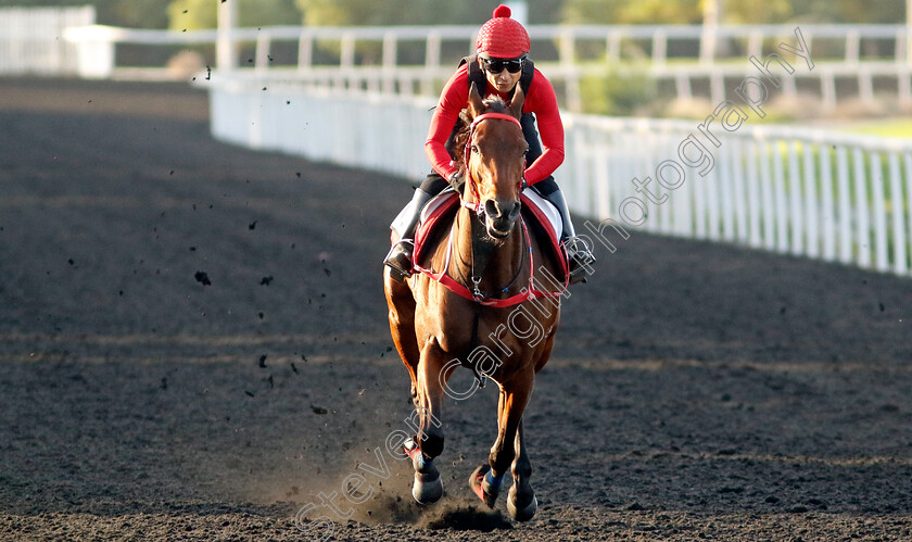 Romantic-Warrior-0001 
 ROMANTIC WARRIOR training at the Dubai Racing Carnival
Meydan 2 Jan 2025 - Pic Steven Cargill / Racingfotos.com