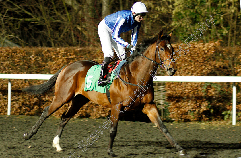 Fightwithme-0001 
 FIGHTWITHME (Robert Havlin)
Kempton 12 Dec 2018 - Pic Steven Cargill / Racingfotos.com