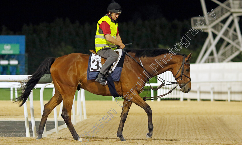 Ouzo-0002 
 OUZO (Jimmy McCarthy) training at the Dubai Racing Carnival
Meydan 1 Mar 2024 - Pic Steven Cargill / Racingfotos.com