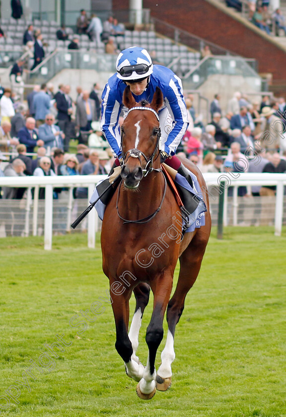 The-Foxes-0011 
 THE FOXES (Oisin Murphy) winner of The Al Basti Equiworld Dubai Dante Stakes
York 18 May 2023 - Pic Steven Cargill / Racingfotos.com