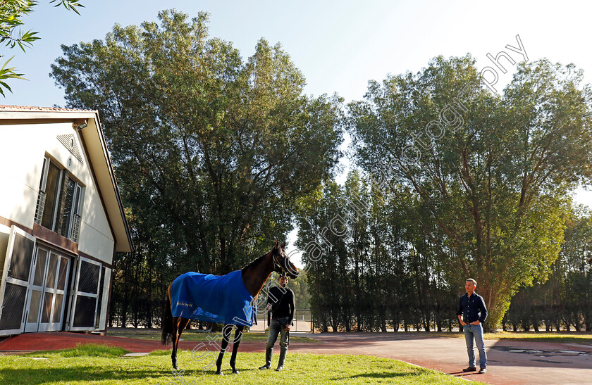 Caius-Chorister-0005 
 CAIUS CHORISTER at the International Quarantine barns after training at the Dubai Racing Carnival
Meydan 22 Jan 2025 - Pic Steven Cargill / Racingfotos.com