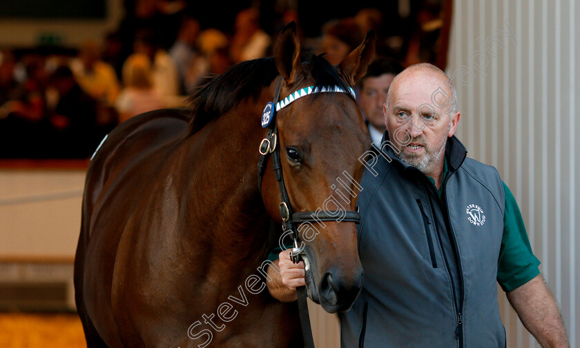 Lot-0325-colt-by-Dubawi-x-Dar-Re-Mi-0002 
 Lot 325 a colt by Dubawi x Dar Re Mi after selling at Tattersalls Yearling Sale Book1 for 3.5million guineas
Newmarket 10 Oct 2018 - Pic Steven Cargill / Racingfotos.com