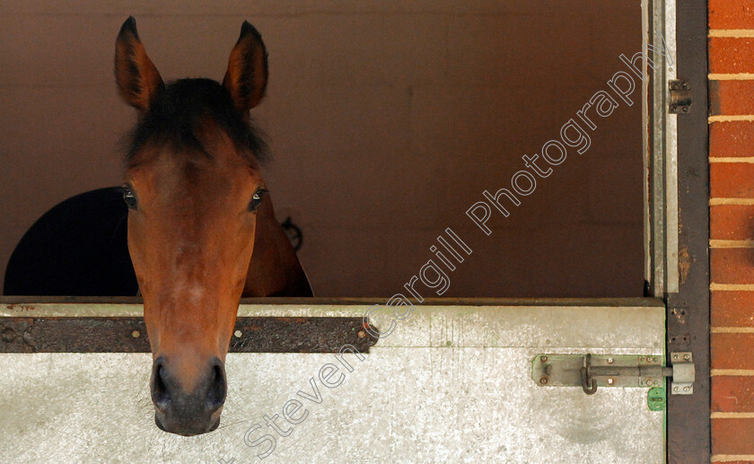 Perfect-Clarity-0002 
 PERFECT CLARITY at Epsom Racecourse stables in preparation for The Investec Oaks, 22 May 2018 - Pic Steven Cargill / Racingfotos.com