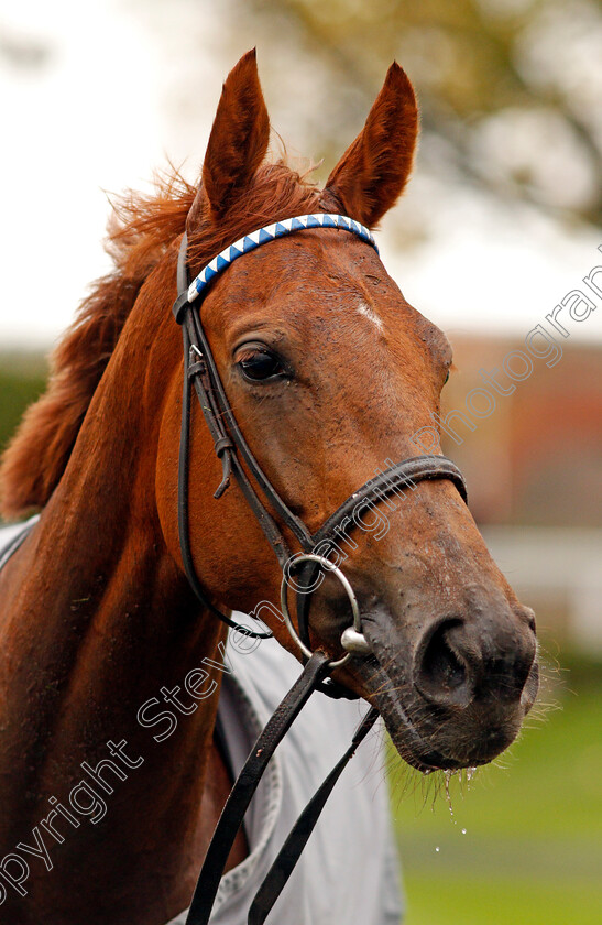 Zeyaadah-0011 
 ZEYAADAH after winning The British Stallion Studs EBF Montrose Fillies Stakes
Newmarket 31 Oct 2020 - Pic Steven Cargill / Racingfotos.com