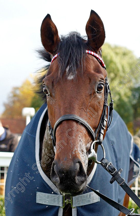 Audience-0006 
 AUDIENCE winner of The 888sport British EBF Novice Stakes Div1
Newmarket 29 Oct 2021 - Pic Steven Cargill / Racingfotos.com