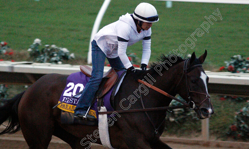 Paradise-Woods-0001 
 PARADISE WOODS training for The Breeders' Cup Distaff at Del Mar USA 31 Oct 2017 - Pic Steven Cargill / Racingfotos.com