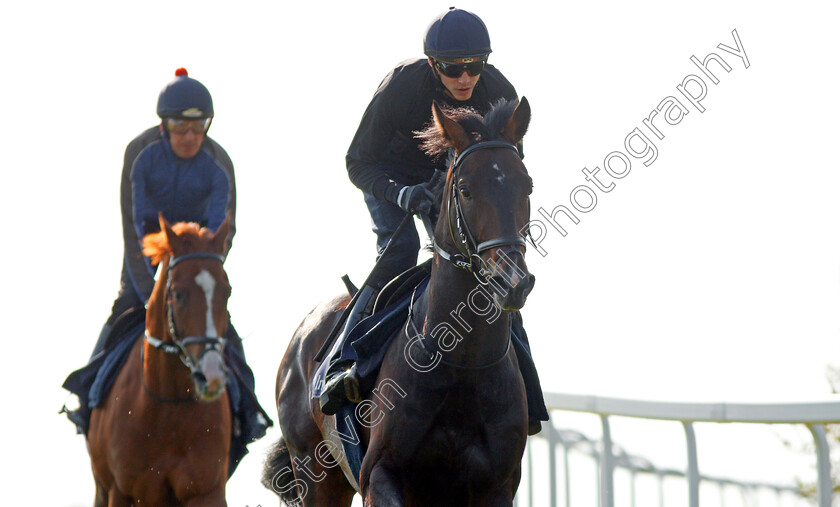 Young-Rascal-0010 
 YOUNG RASCAL (James Doyle) exercising with ORIGINAL CHOICE (left) at Epsom Racecourse in preparation for The Investec Derby, 22 May 2018 - Pic Steven Cargill / Racingfotos.com