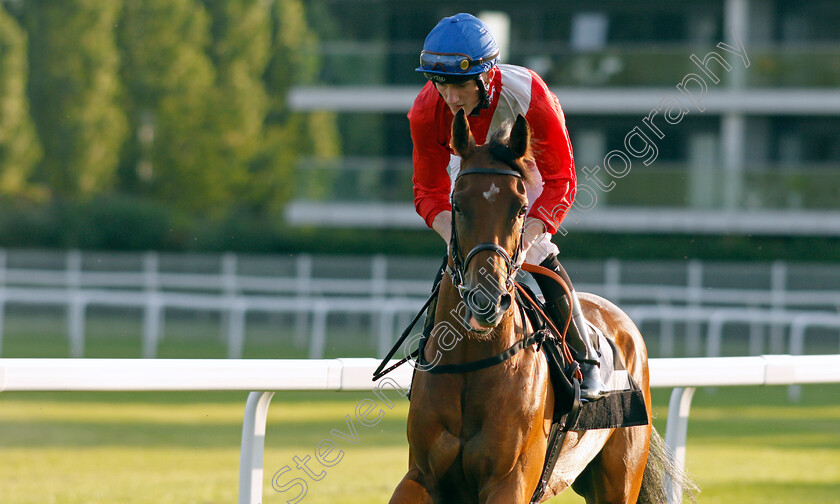 Breach-0002 
 BREACH (David Egan)
Newbury 22 Jul 2021 - Pic Steven Cargill / Racingfotos.com