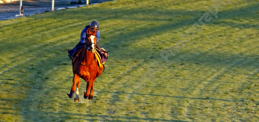 Live-In-The-Dream-0003 
 LIVE IN THE DREAM training for The Breeders' Cup Turf Sprint
Santa Anita USA, 30 Oct 2023 - Pic Steven Cargill / Racingfotos.com