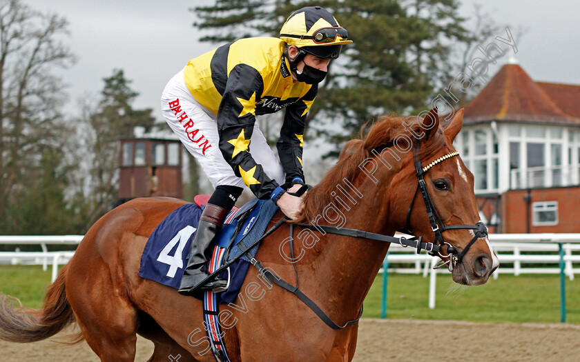 Waldfabel-0002 
 WALDFABEL (Robert Havlin)
Lingfield 6 Feb 2021 - Pic Steven Cargill / Racingfotos.com