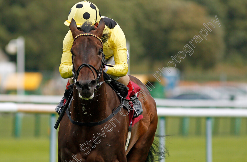 Without-A-Fight-0008 
 WITHOUT A FIGHT (Andrea Atzeni) wins The Read Ryan Moore Columns On Betting.Betfair Handicap
Haydock 3 Sep 2020 - Pic Steven Cargill / Racingfotos.com