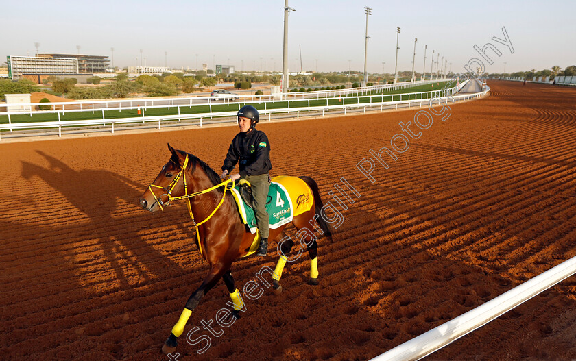 Ushba-Tesoro-0002 
 USHBA TESORO training for The Saudi Cup
King Abdulaziz Racecourse, Saudi Arabia 20 Feb 2024 - Pic Steven Cargill / Racingfotos.com