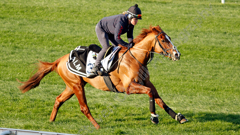 Itsatenfromlen-0004 
 ITSATENFROMLEN training at the Dubai Racing Carnival
Meydan 22 Jan 2025 - Pic Steven Cargill / Racingfotos.com