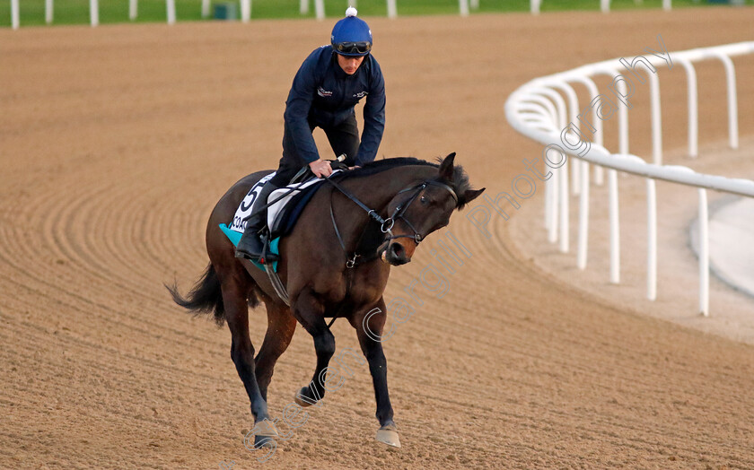 Coachello-0001 
 COACHELLO training at the Dubai World Cup Carnival
Meydan 5 Jan 2023 - Pic Steven Cargill / Racingfotos.com