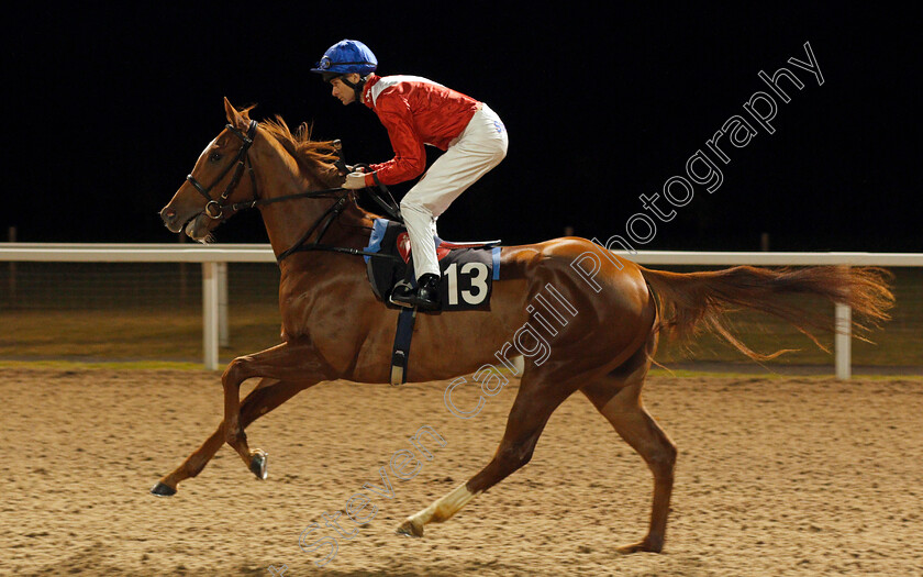 Perfection-0001 
 PERFECTION (Robert Havlin) Chelmsford 16 Nov 2017 - Pic Steven Cargill / Racingfotos.com