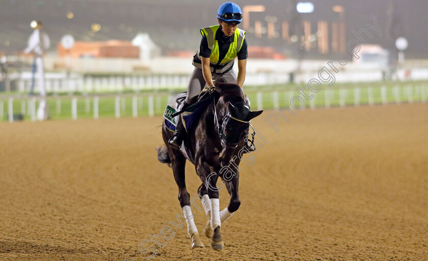 Shahryar-0001 
 SHAHRYAR training for The Sheema Classic
Meydan Dubai 26 Mar 2024 - Pic Steven Cargill / Racingfotos.com