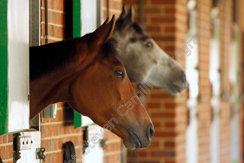 Perfect-Clarity-0005 
 PERFECT CLARITY before exercising at Epsom Racecourse in preparation for The Investec Oaks, 22 May 2018 - Pic Steven Cargill / Racingfotos.com