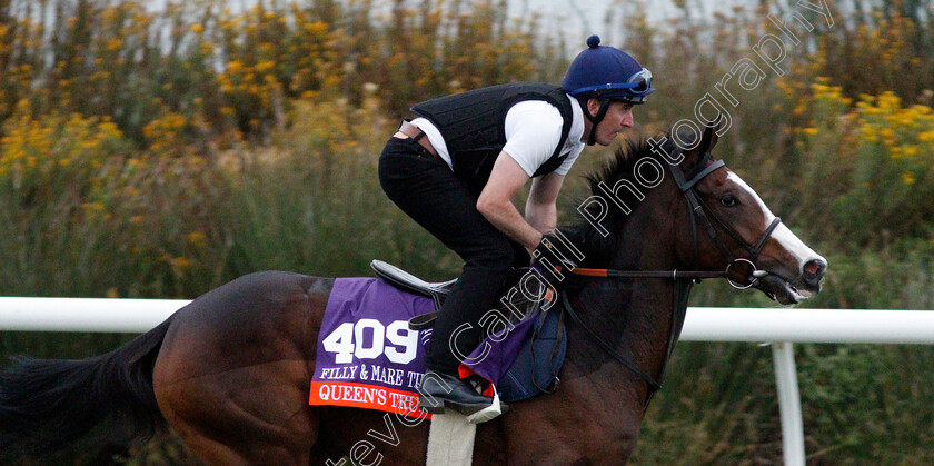 Queen s-Trust-0002 
 QUEEN'S TRUST training for The Breeders' Cup Filly & Mare Turf at Del Mar USA 31 Oct 2017 - Pic Steven Cargill / Racingfotos.com