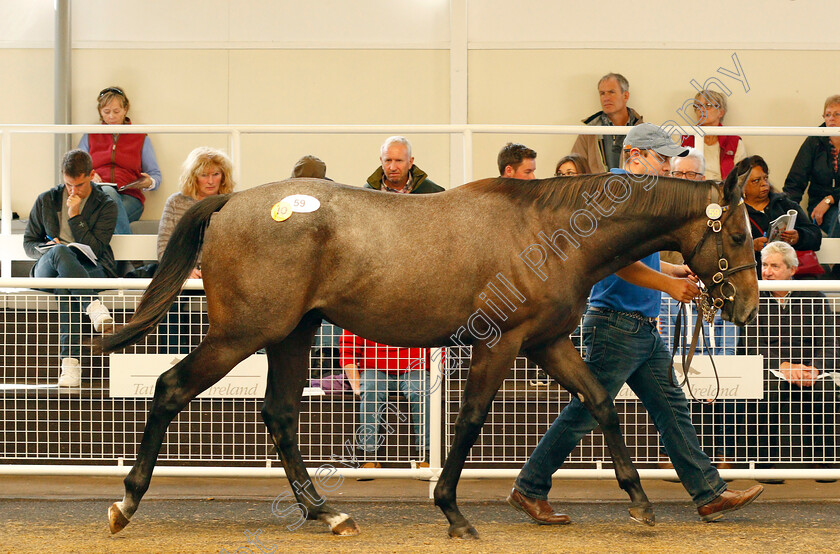 Lot-0059-colt-by-Clodovil-ex-Shemissa-£36000-0001 
 2nd top lot; Lot 059 colt by Clodovil ex Shemissa, selling for £36000 at Ascot Yearling Sale 12 Sep 2017 - Pic Steven Cargill / Racingfotos.com