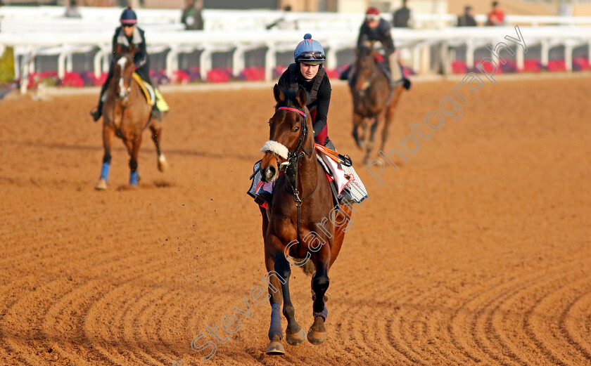 Al-Qareem-0003 
 AL QAREEM training for The Red Sea Turf Handicap
King Abdulaziz Racecourse, Kingdom of Saudi Arabia, 22 Feb 2023 - Pic Steven Cargill / Racingfotos.com