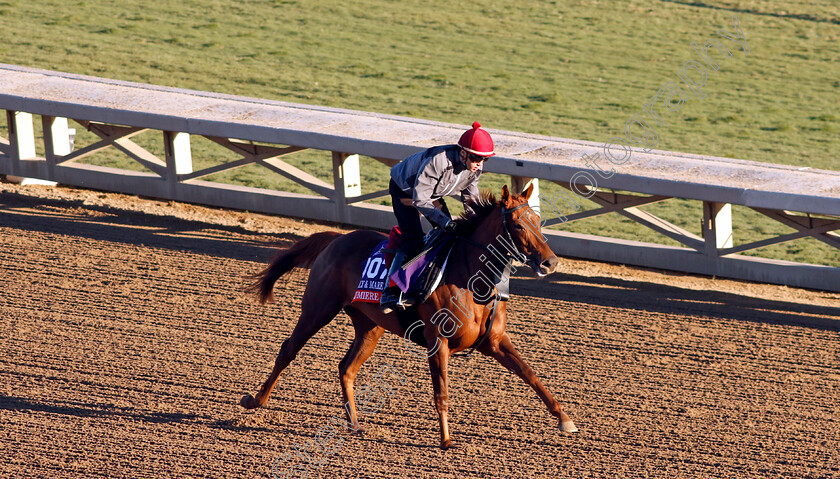 Lumiere-Rock-0001 
 LUMIERE ROCK training for The Breeders' Cup Filly & Mare Turf
Santa Anita USA, 31 October 2023 - Pic Steven Cargill / Racingfotos.com