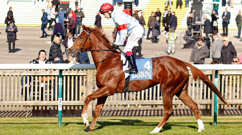 Flight-0001 
 FLIGHT (Oisin Murphy)
Newmarket 11 Oct 2024 - Pic Steven Cargill / Racingfotos.com