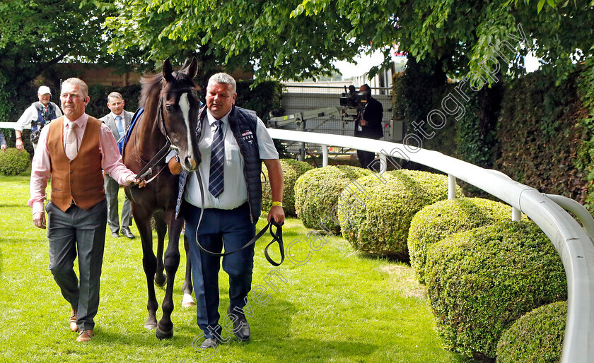 Auguste-Rodin-0022 
 AUGUSTE RODIN arriving at the parade ring before The Betfred Derby
Epsom 3 Jun 2023 - Pic Steven Cargill / Racingfotos.com