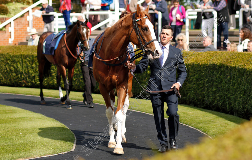 Herculean-0001 
 HERCULEAN 
Newmarket 18 May 2018 - Pic Steven Cargill / Racingfotos.com